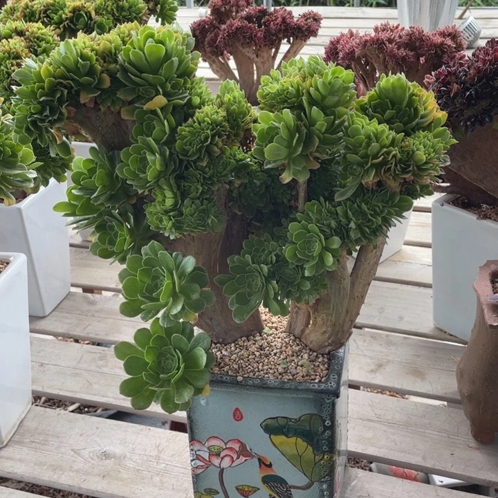 多肉植物的生长发育