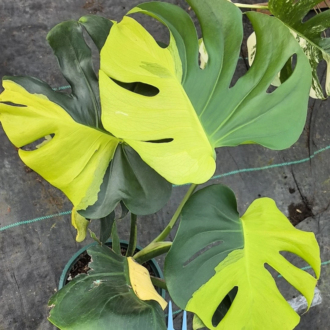 明冠园艺 全锦芝士小苗龟背竹连接