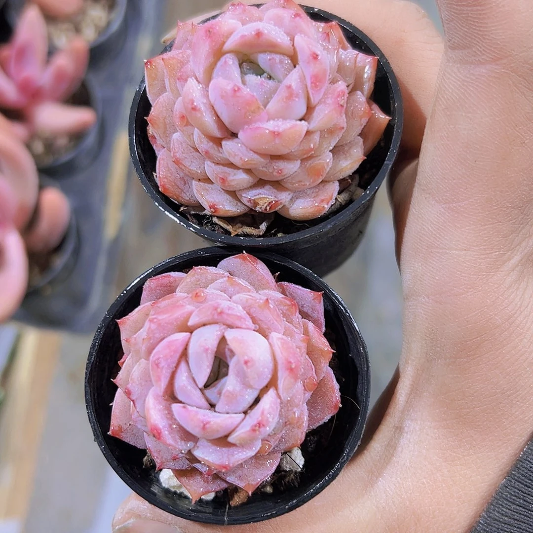 5厘米盆恩宠2盆带盆带土