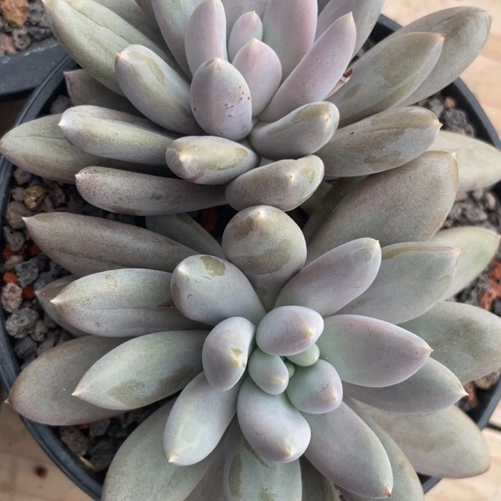 彩胖体，哥特，双头，满37包邮