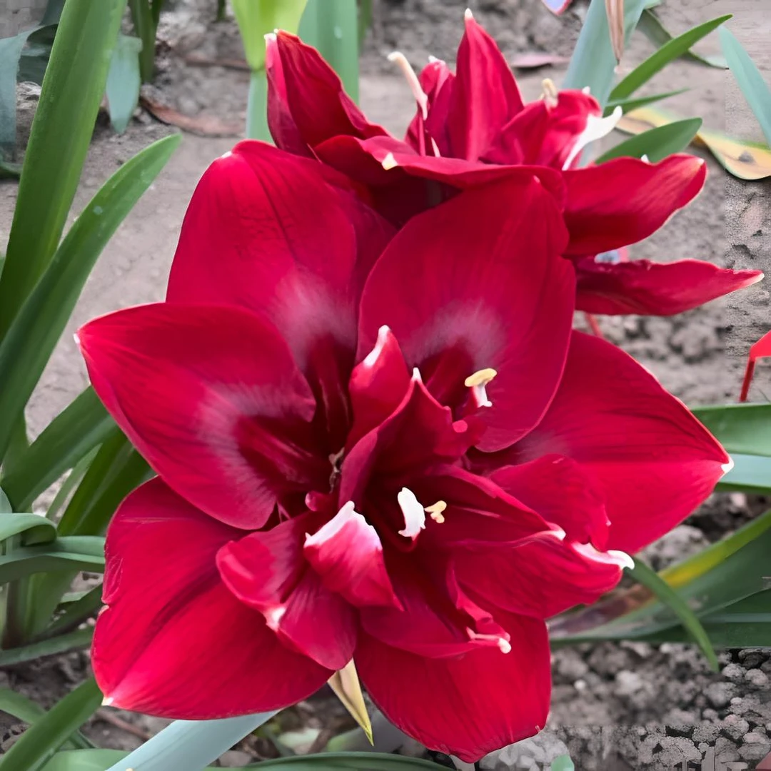 自育杂交H1006  朱顶红裸球室内外盆栽地栽花卉