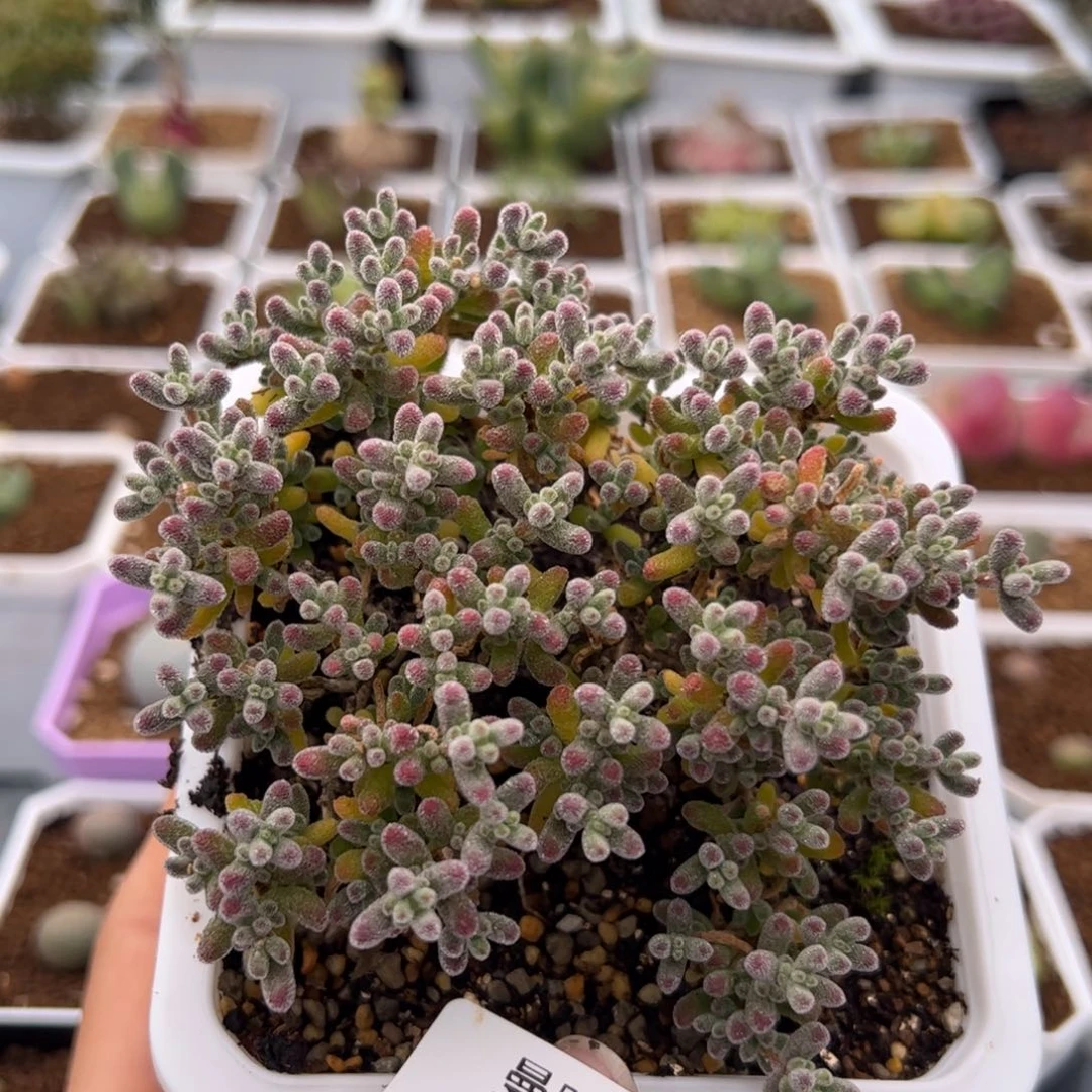 127号粉冰晶2.14多肉