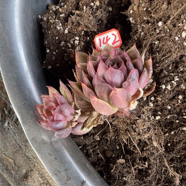 @****?一物一拍黑水晶多肉142