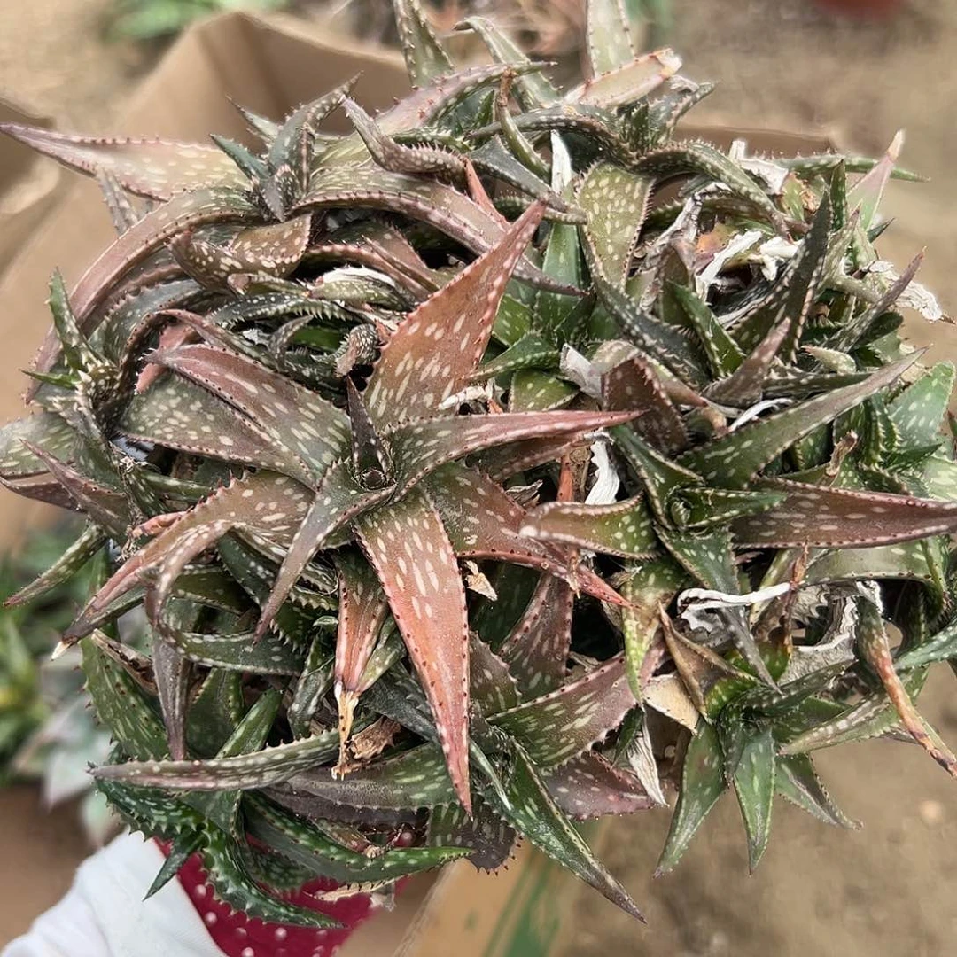 肚肚呃呃呃呃呃呃呃呃呃呃