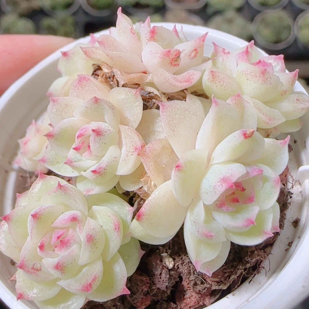 花语逸镜1104-52散