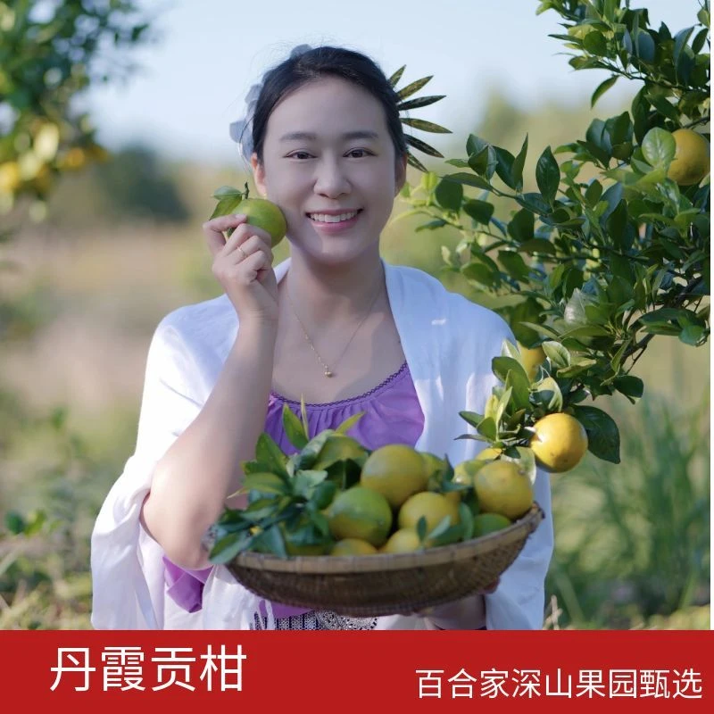 百合家贡柑 广东仁化丹霞贡柑丨皇帝柑 清甜爽口