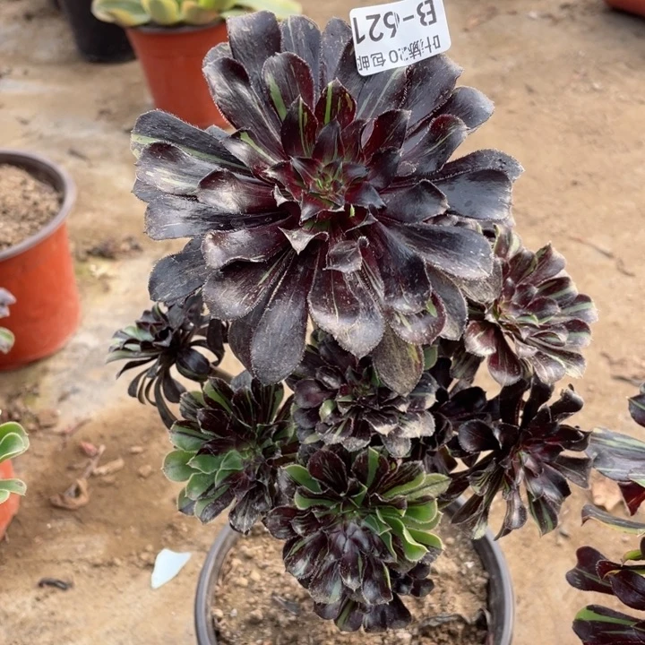 621墨拉丝多肉1234467多肉