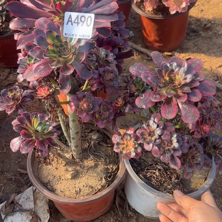 香奈而2颗多肉植物490.