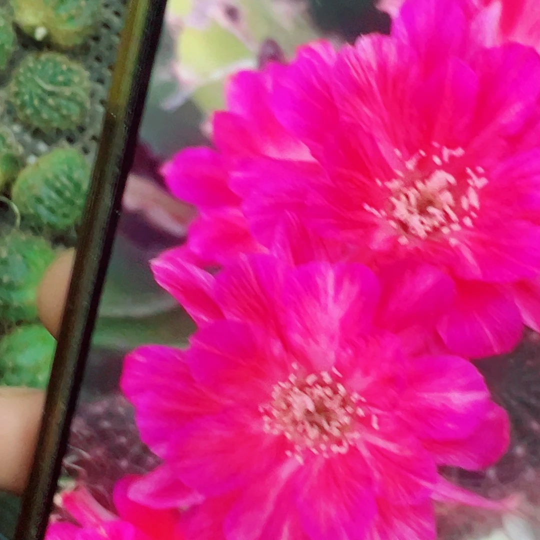 丽花 妩媚 侧芽满20包邮