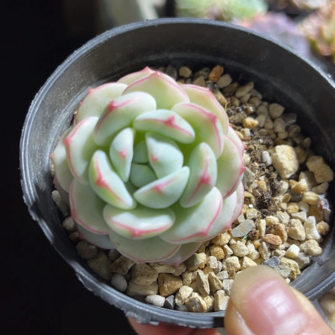 香草锦 一物一拍不支持退换