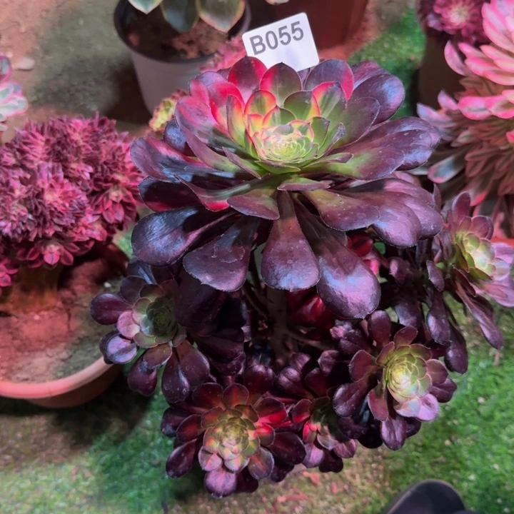 红陶微****园花蝴蝶055多肉