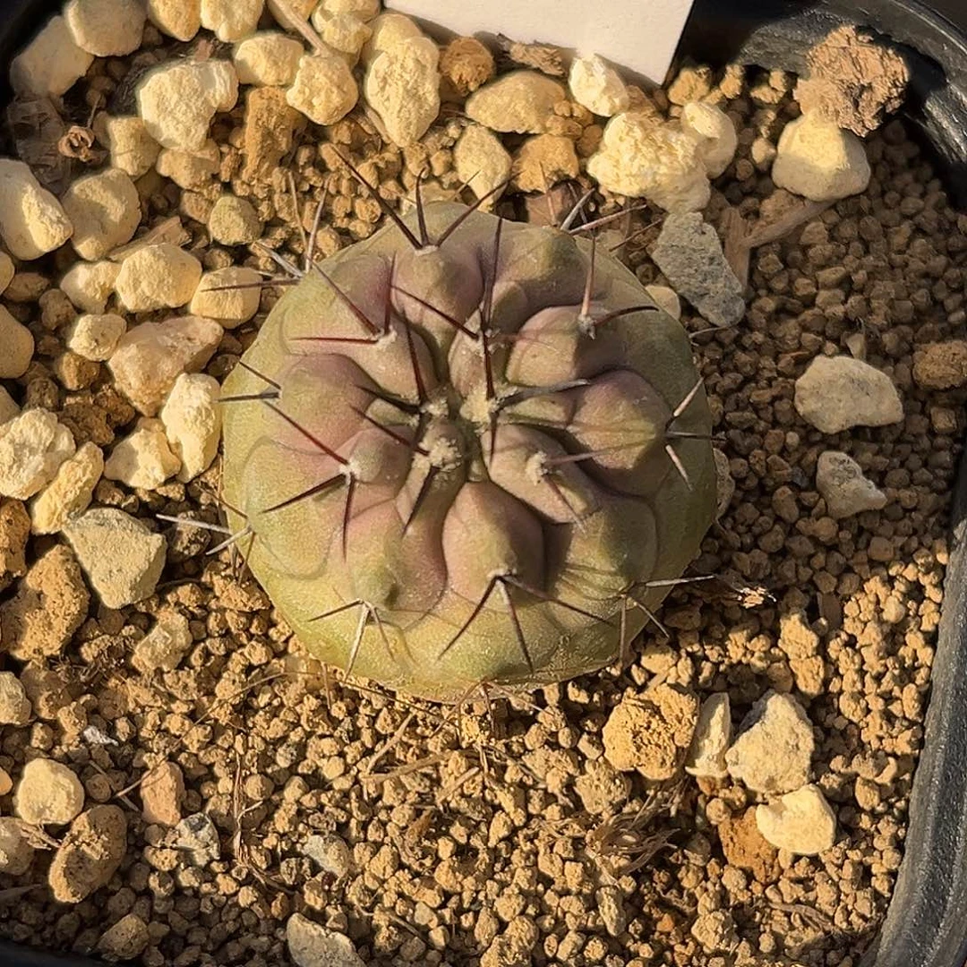 优选黑王丸，实生A3