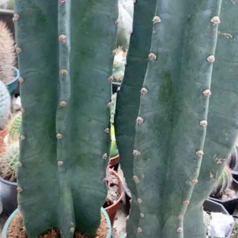 两盆两天尺仙人球35米仙人球