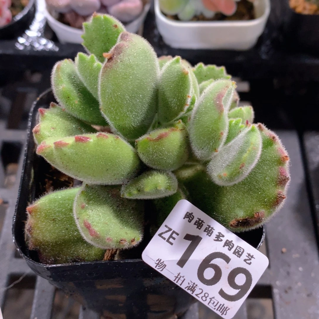 肉萌萌拇指盆精控多肉ZE169