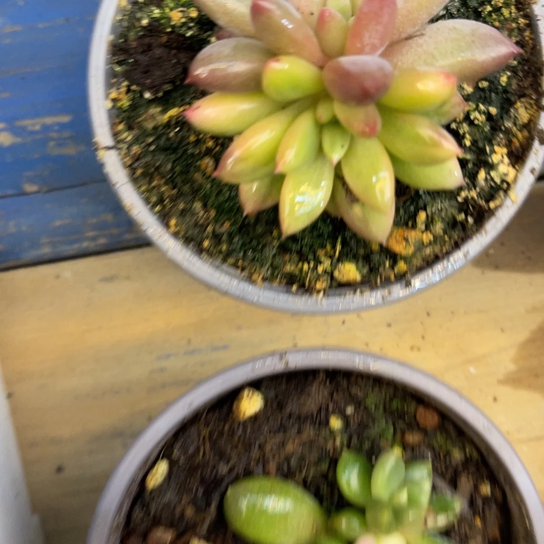 山***糠虞美人锦11月19日