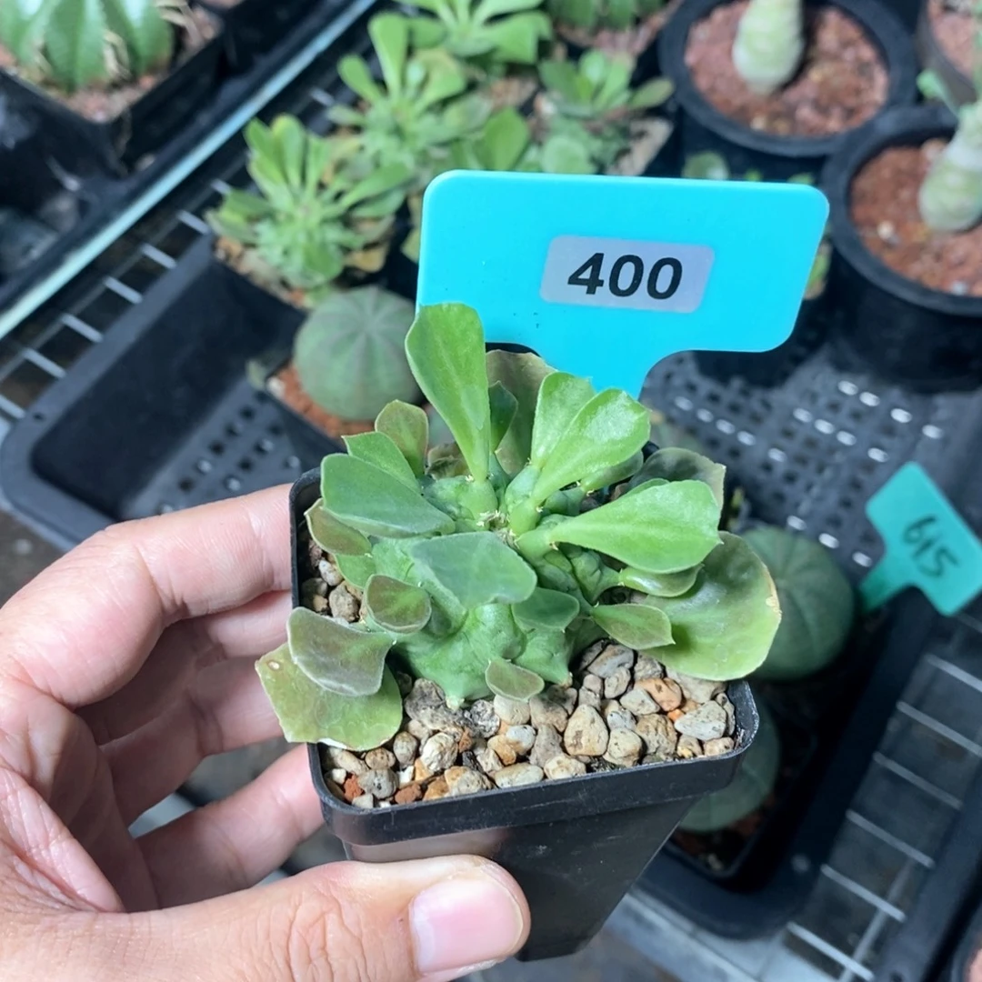 塔松大戟多肉植物一个