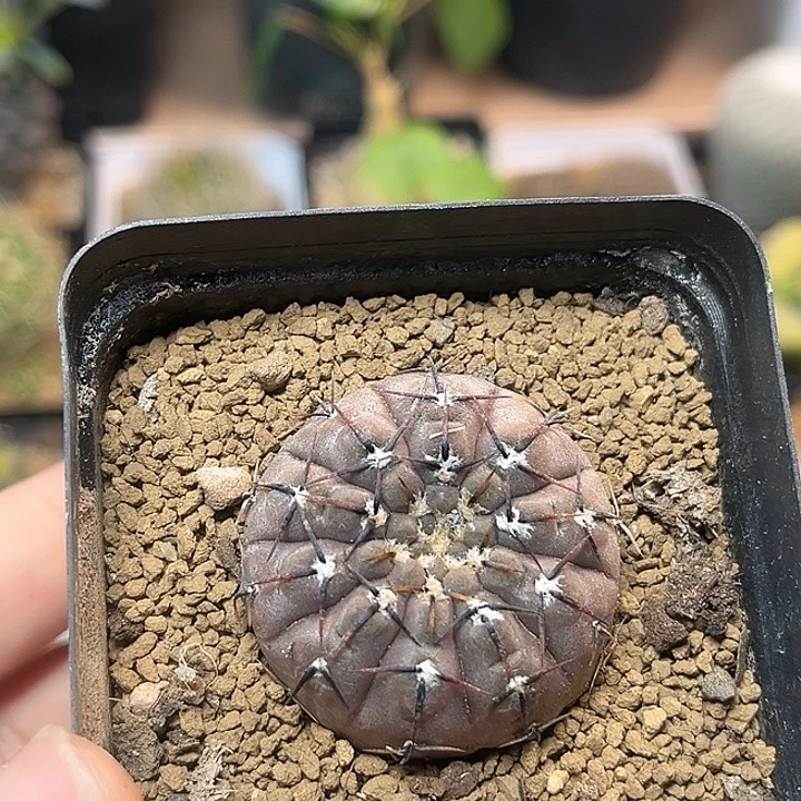 无花朵花刺怪龙丸实生球3.5cm