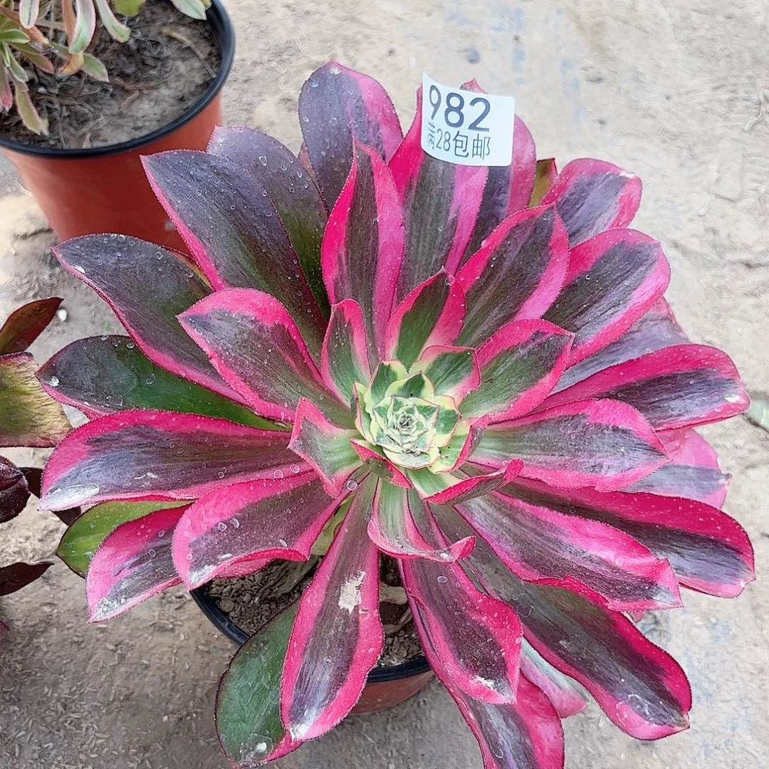 F. 982魅影阴阳多肉111111