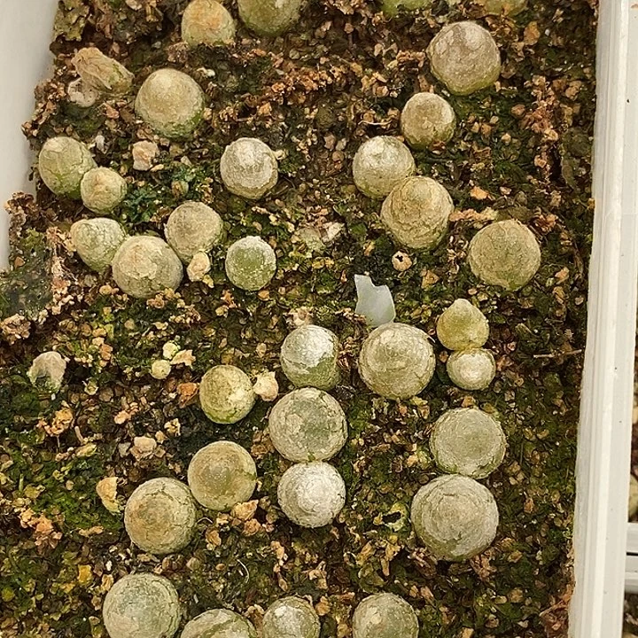 2386灯泡1盒。