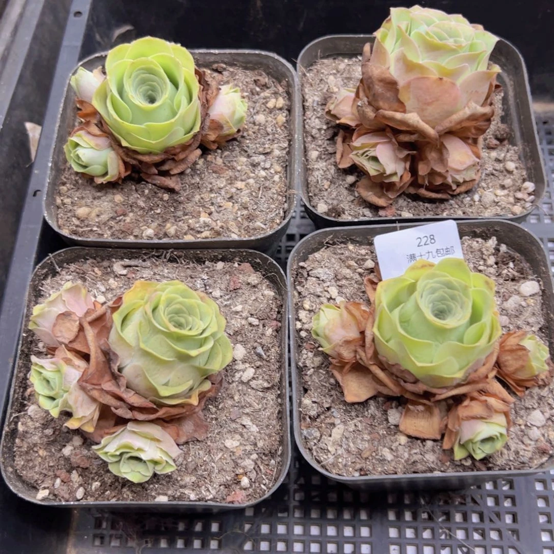 228 侧牙掉了不包损无售后