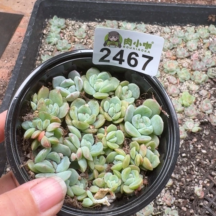 暖****多肉植物多肉植物