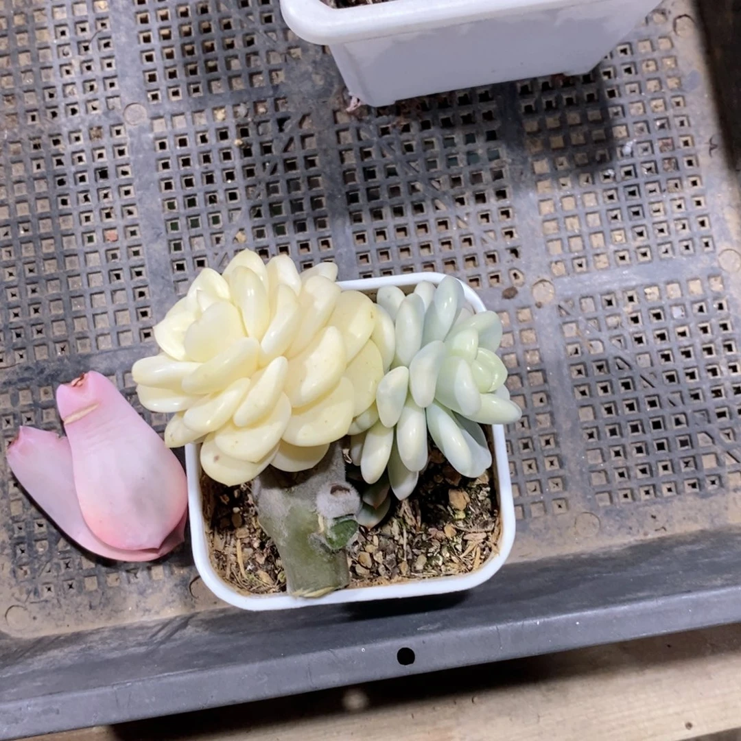 仅***涩香水锦多肉植物老桩