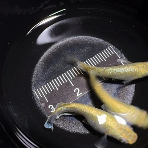 青鳉鱼一物一拍496