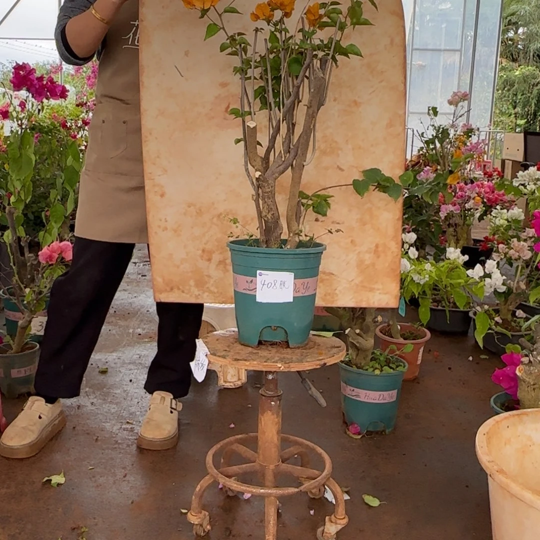 大部分花苞少量开放柠檬黄 408脱