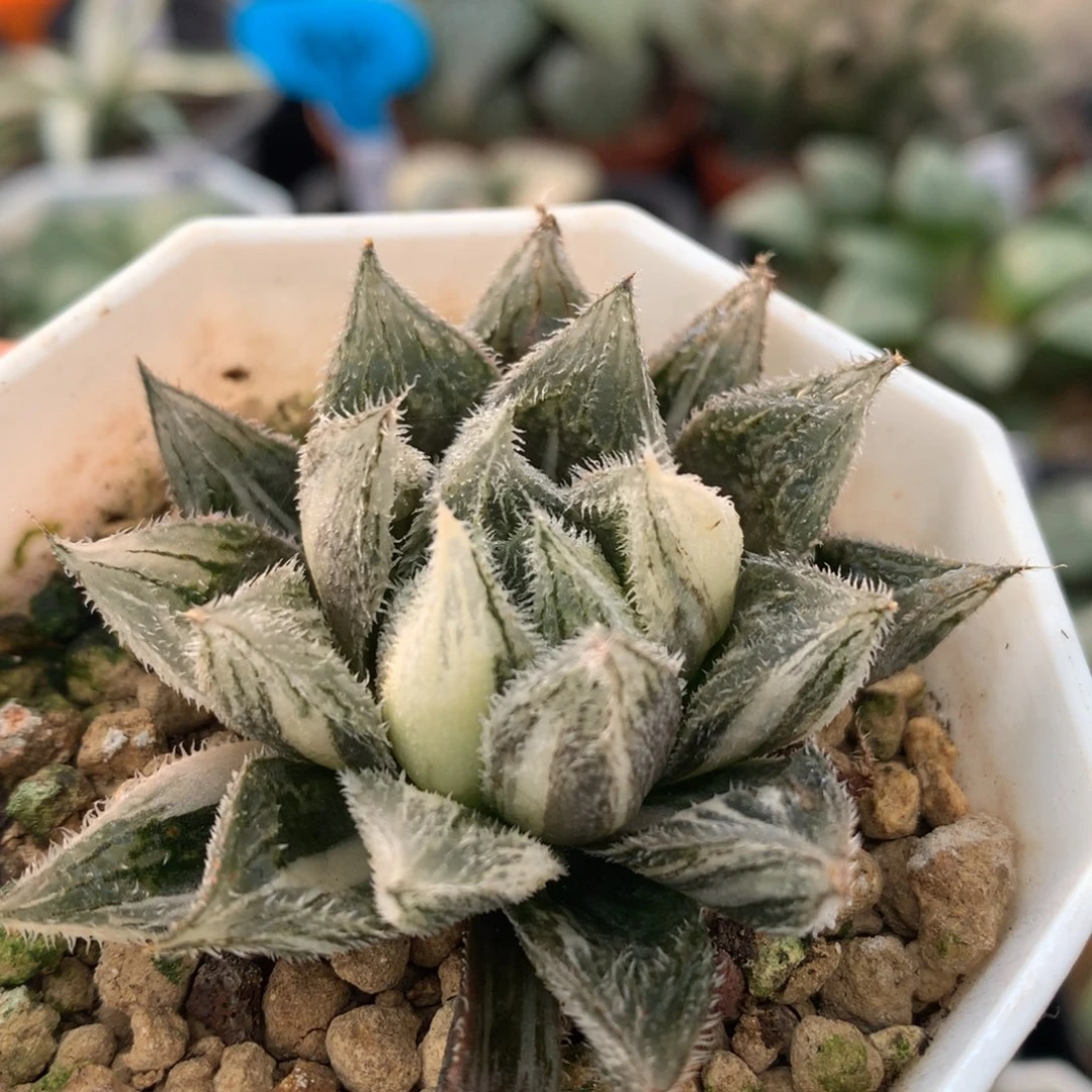 绘卷玉露锦，带盆一起