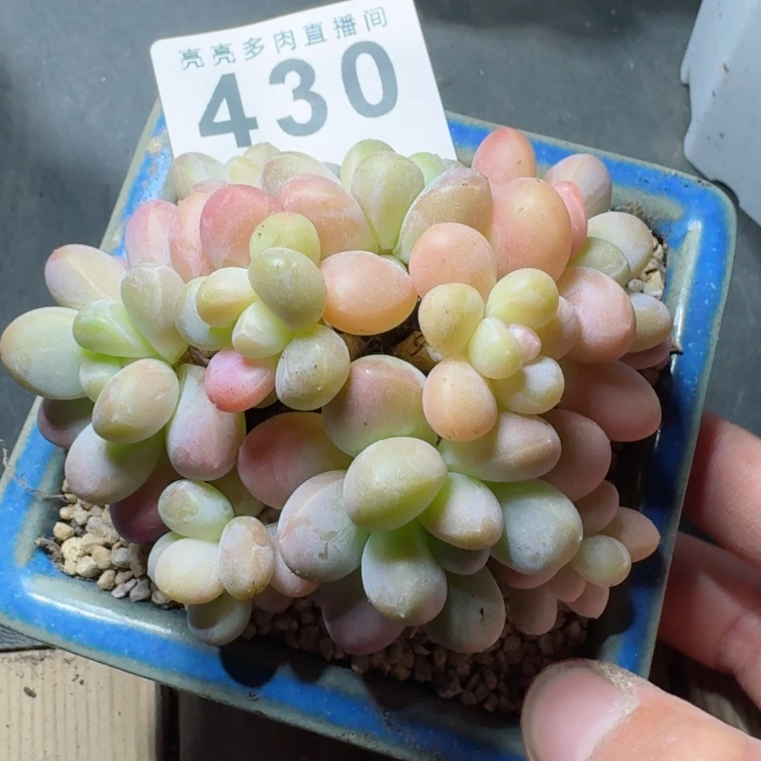 香玉      愿你一路坦途，乘风破浪展宏图