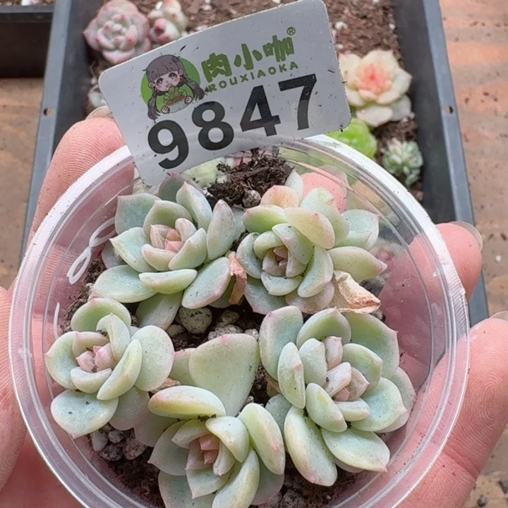 多肉植物多肉植物