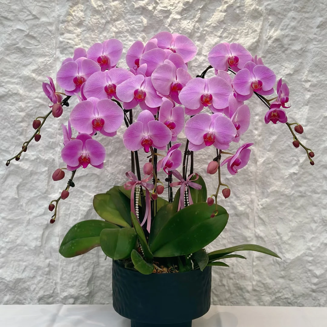 渟叙【粉冠军】3.5寸 带花带花苞发货 花卉阳台植物清新网红绿植