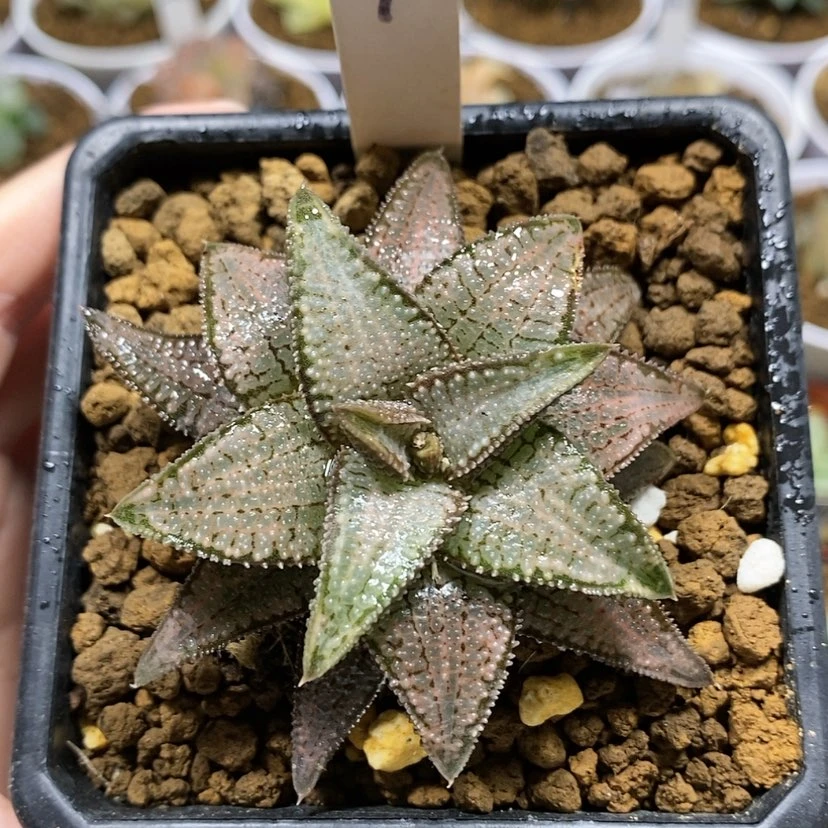 【闪购商品】92硬叶银狼蛛