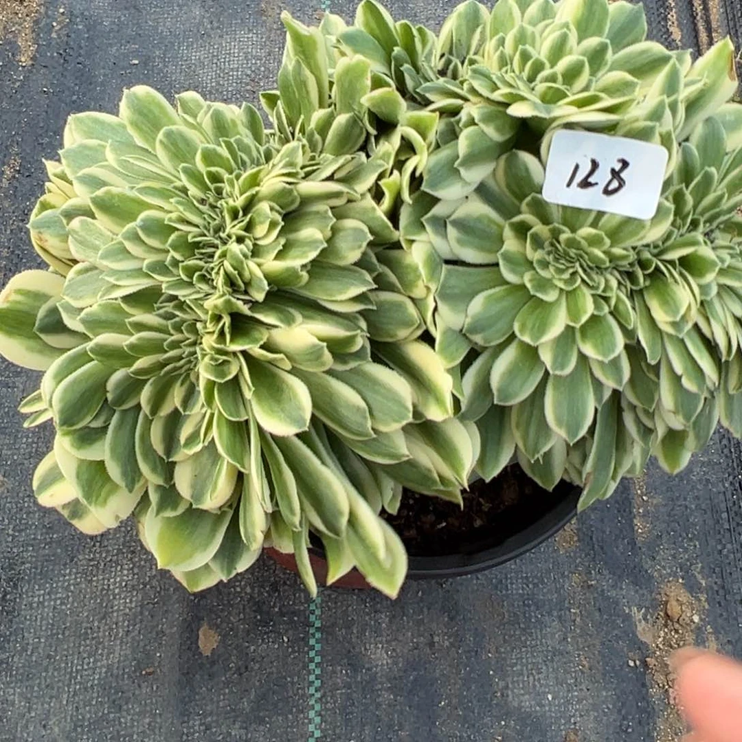 128迈巴缀多肉植物