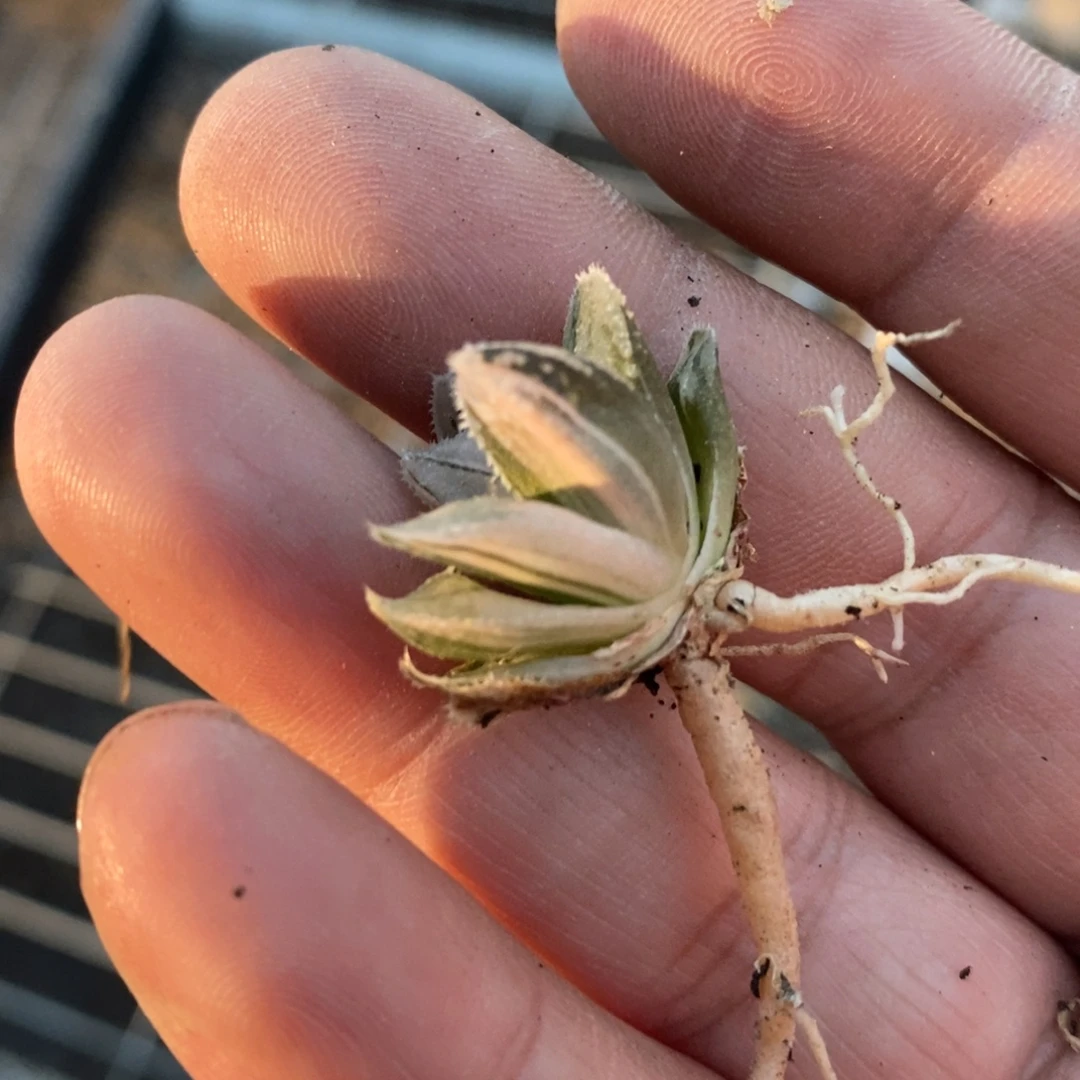 春***雨1967 一颗福利。