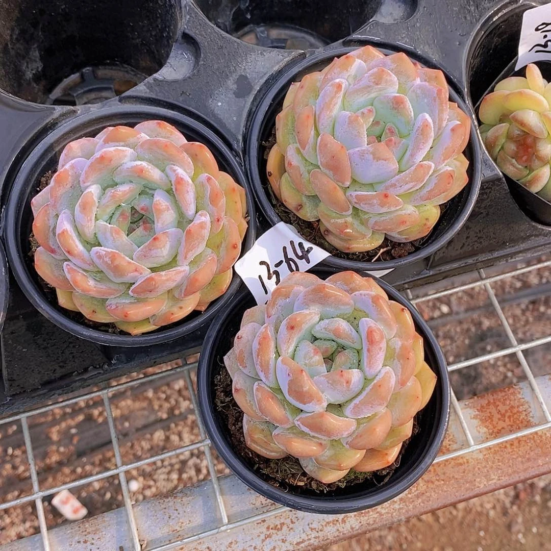 13-64-新批次墩墩橙单头福利一颗量拍