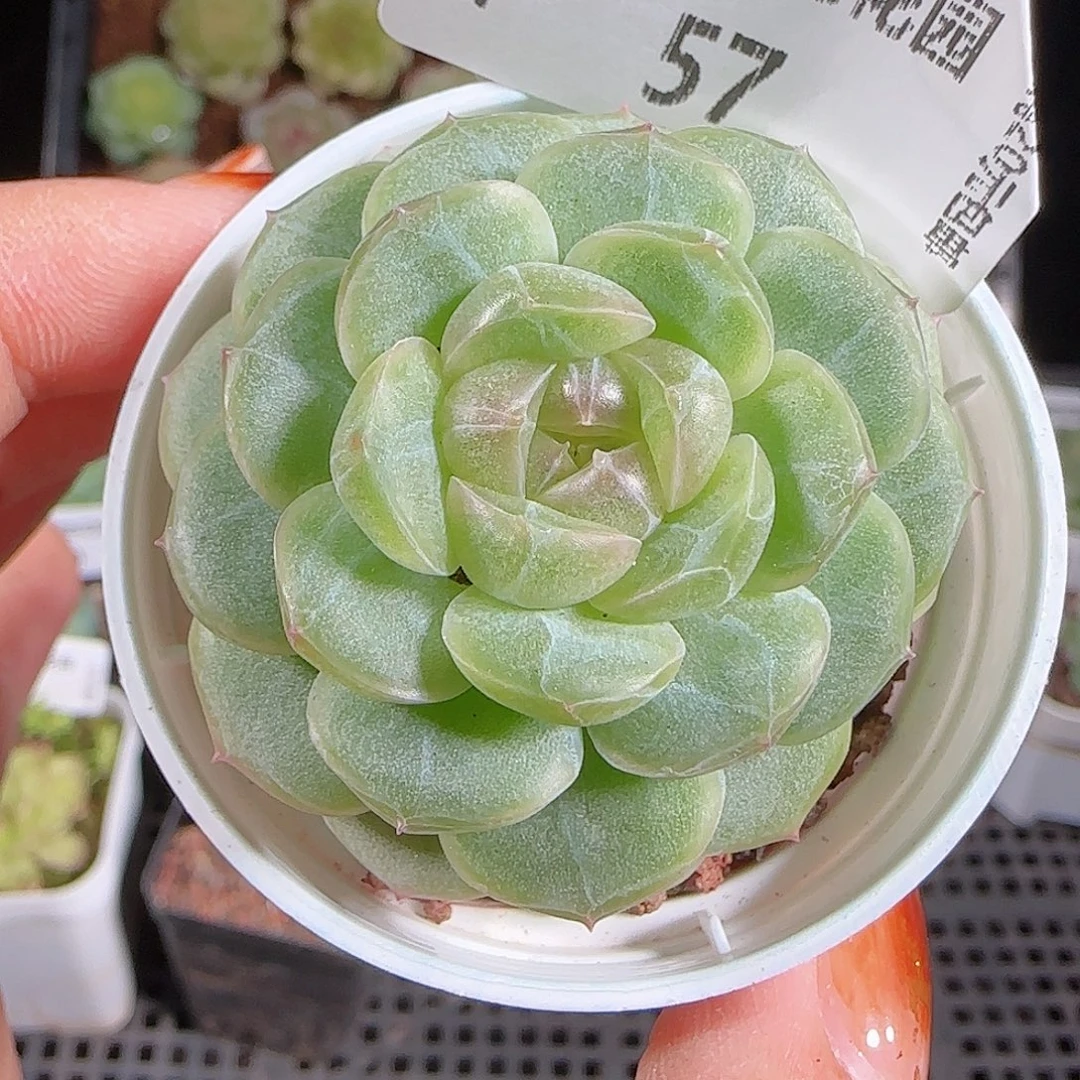 1017---57甘棠一物一拍