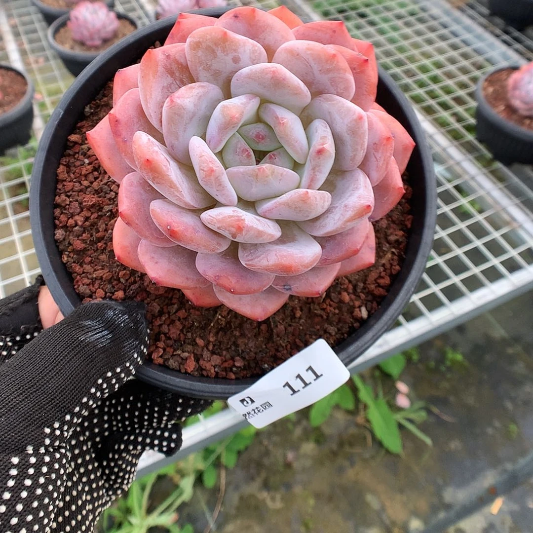 111梦露多肉植物666