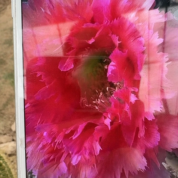 凤六侧芽4公分以上彩草