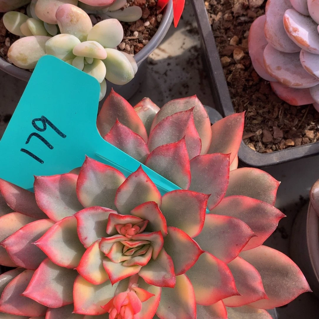 月光女神626262627272772