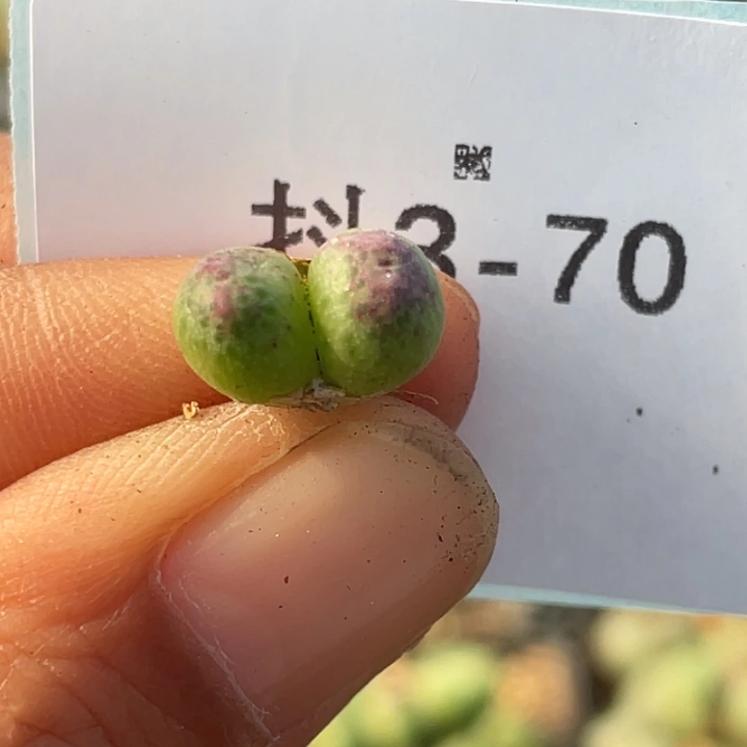 3-70草莓斑马肉锥