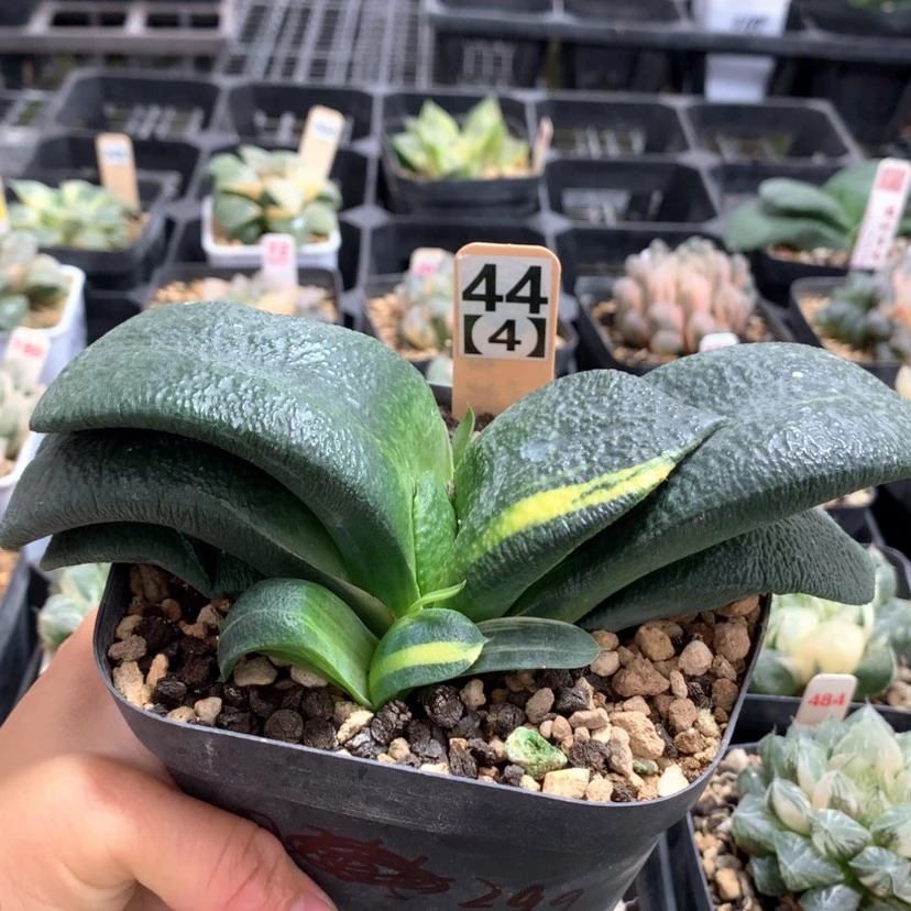 【闪购商品】444蜗牛