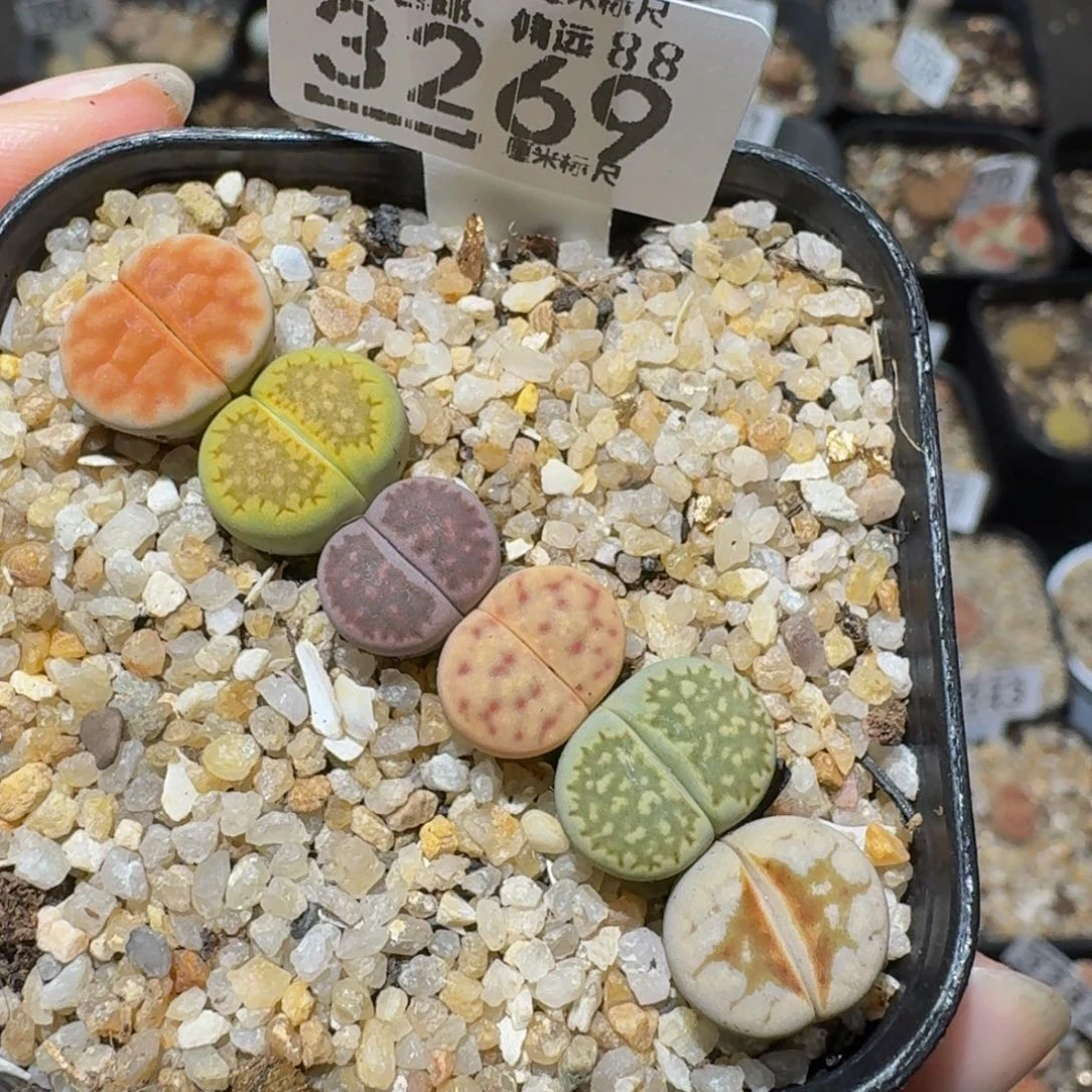 老板娘正在直播3269