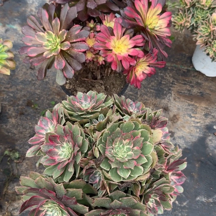 yan花➕莲花座包邮。