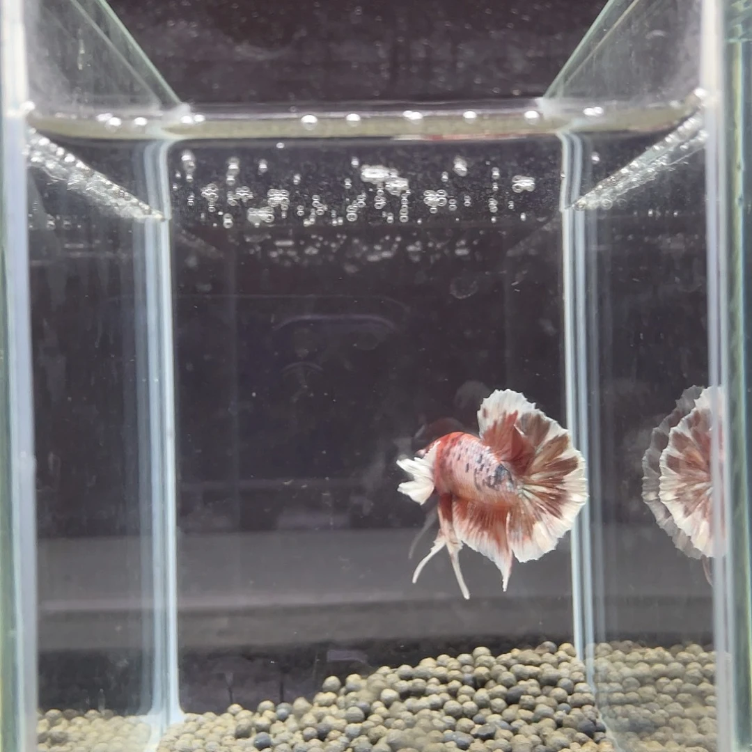 斗鱼50号漫画大耳将军公