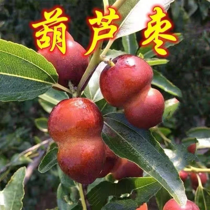 葫芦枣树苗活苗当年结果地栽枣子树苗南方北方种植枣树嫁果树果苗
