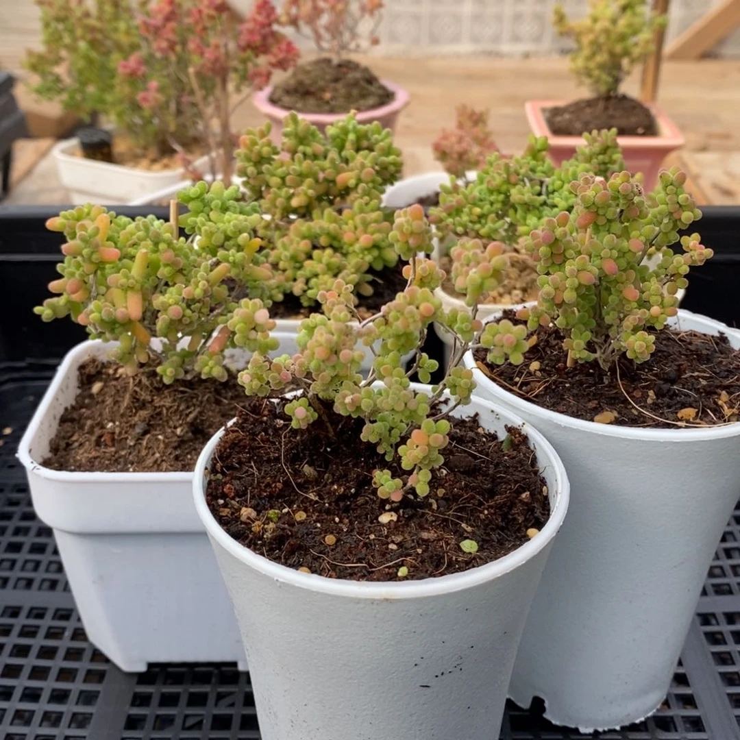 枝干蜜桔糖球来咯480