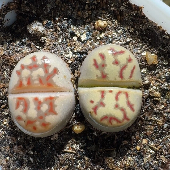 生石花2:：。紫折。 551号