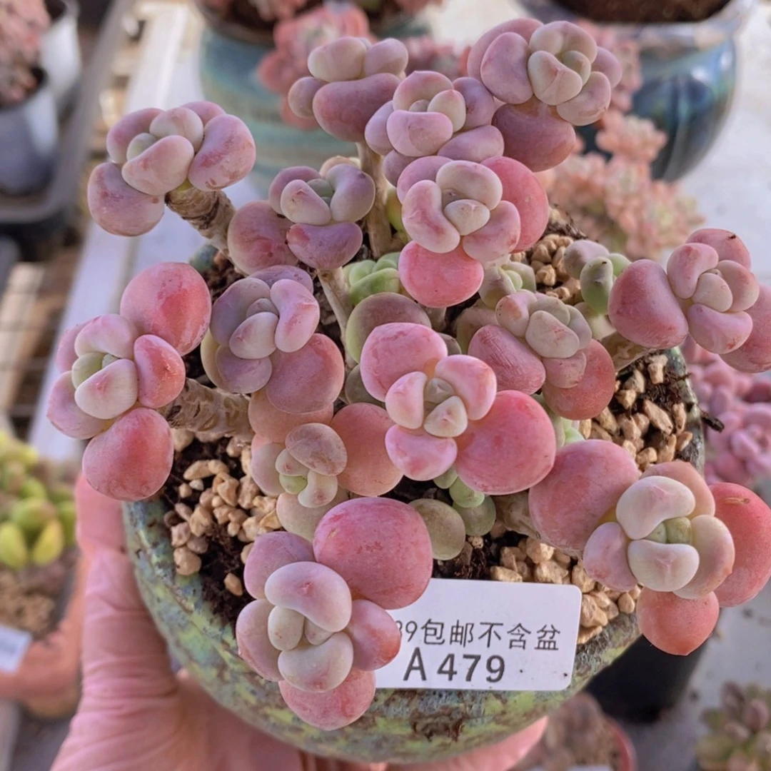 腰子洛神13cm479多肉植物