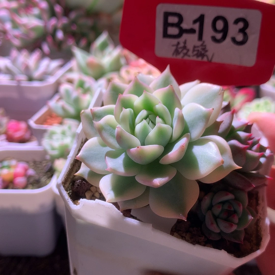 棱镜覆轮锦有根有